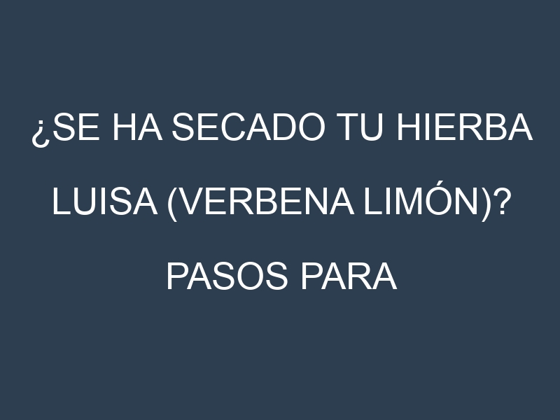 ¿Se ha secado tu Hierba luisa (verbena limón)? Pasos para Detectar, Corregir y Prevenir.