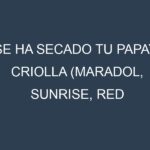 ¿Se ha secado tu Papaya criolla (Maradol, Sunrise, Red Lady, Caribbean Red, Tainung)? Pasos para Detectar, Corregir y Prevenir.