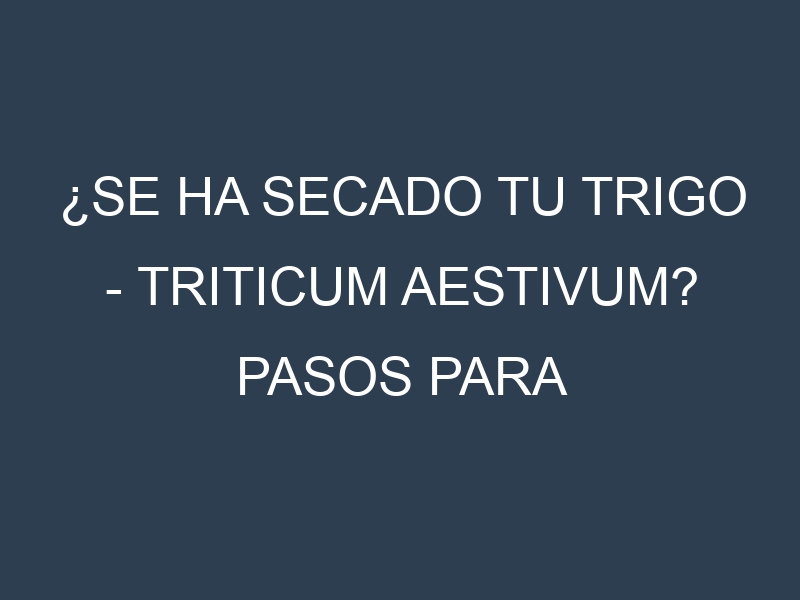 ¿Se ha secado tu Trigo – Triticum aestivum? Pasos para Detectar, Corregir y Prevenir.