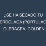 ¿Se ha secado tu Verdolaga (Portulaca oleracea, Golden, Green, Common, Purslane, Pigweed)? Pasos para Detectar, Corregir y Prevenir.
