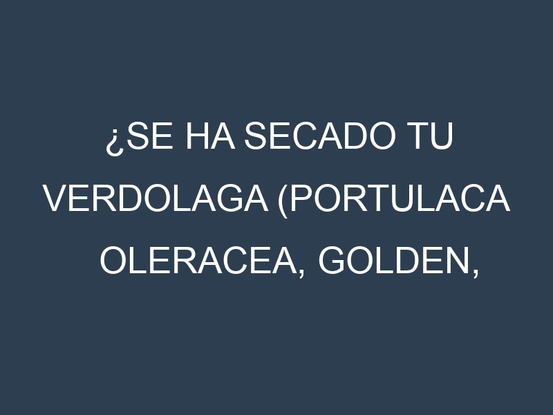 ¿Se ha secado tu Verdolaga (Portulaca oleracea, Golden, Green, Common, Purslane, Pigweed)? Pasos para Detectar, Corregir y Prevenir.