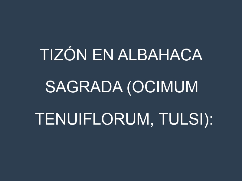 Tizón en Albahaca sagrada (Ocimum tenuiflorum, Tulsi): Causas, Síntomas y Estrategias de Control en Cultivos