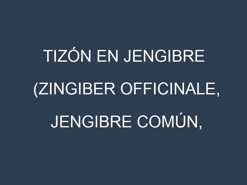 Tizón en Jengibre (Zingiber officinale, Jengibre común, Jengibre fresco): Causas, Síntomas y Estrategias de Control en Cultivos