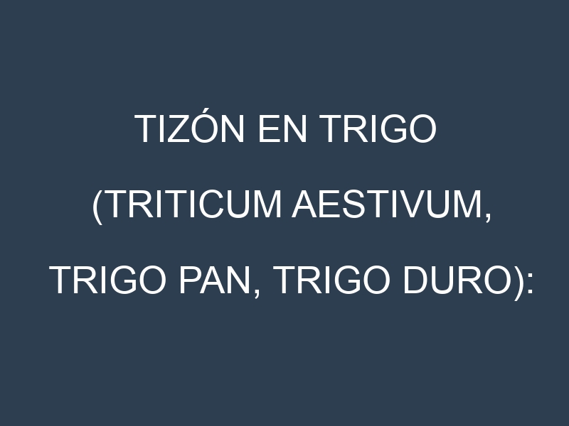 Tizón en Trigo (Triticum aestivum, Trigo pan, Trigo duro): Causas, Síntomas y Estrategias de Control en Cultivos