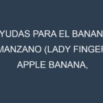Ayudas para el Banana Manzano (Lady Finger, Apple Banana, Pisang Mas, Brazilian Banana, Señorita). Ayudas para el cultivo. Subvenciones.