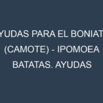 Ayudas para el Boniato (camote) – Ipomoea batatas. Ayudas para el cultivo. Subvenciones.