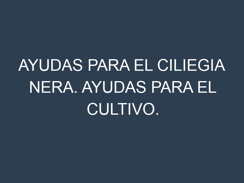 Ayudas para el Ciliegia nera. Ayudas para el cultivo. Subvenciones.