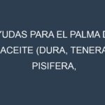 Ayudas para el Palma de aceite (Dura, Tenera, Pisifera, Ekona, La Mé). Ayudas para el cultivo. Subvenciones.