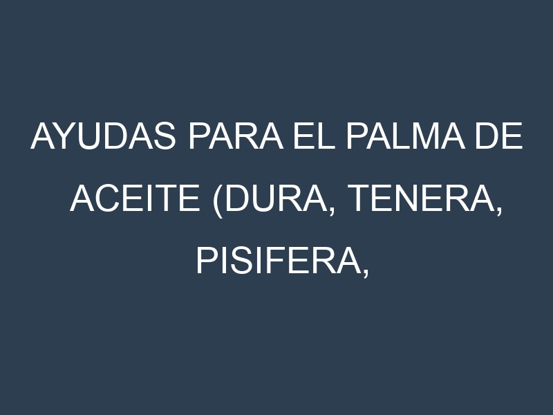 Ayudas para el Palma de aceite (Dura, Tenera, Pisifera, Ekona, La Mé). Ayudas para el cultivo. Subvenciones.