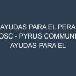 Ayudas para el Pera Bosc – Pyrus communis. Ayudas para el cultivo. Subvenciones.