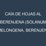 Caía de hojas al Berenjena (Solanum melongena, Berenjena larga, Berenjena redonda)