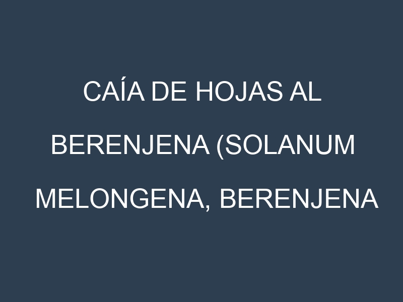 Caía de hojas al Berenjena (Solanum melongena, Berenjena larga, Berenjena redonda)