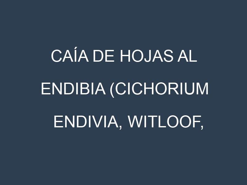 Caía de hojas al Endibia (Cichorium endivia, Witloof, Escarola)