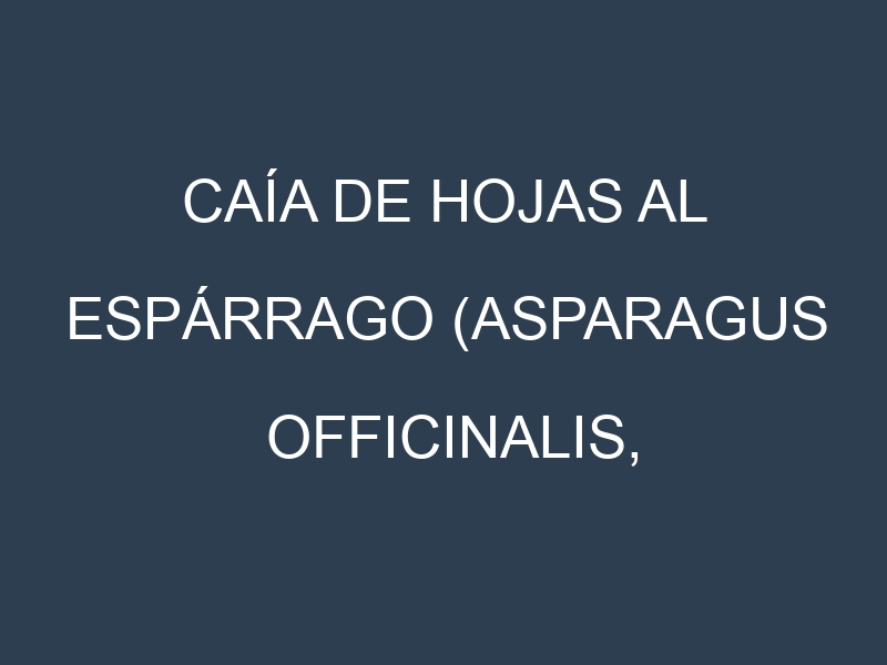 Caía de hojas al Espárrago (Asparagus officinalis, Espárrago verde, Espárrago blanco)