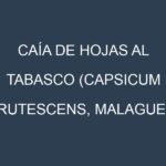 Caía de hojas al Tabasco (Capsicum frutescens, Malagueta, Thai Hot, Piri Piri)