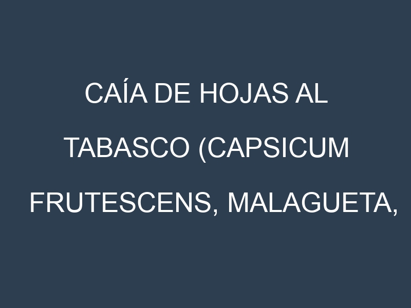 Caía de hojas al Tabasco (Capsicum frutescens, Malagueta, Thai Hot, Piri Piri)