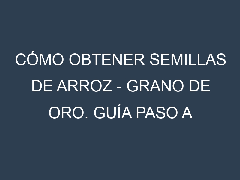 Cómo obtener semillas de Arroz – Grano de oro. Guía paso a paso. Técnicas sencillas. Conservación.