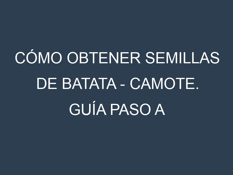 Cómo obtener semillas de Batata – Camote. Guía paso a paso. Técnicas sencillas. Conservación.