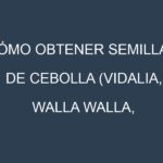 Cómo obtener semillas de Cebolla (Vidalia, Walla Walla, Roja, Amarilla, Blanca). Guía paso a paso. Técnicas sencillas. Conservación.