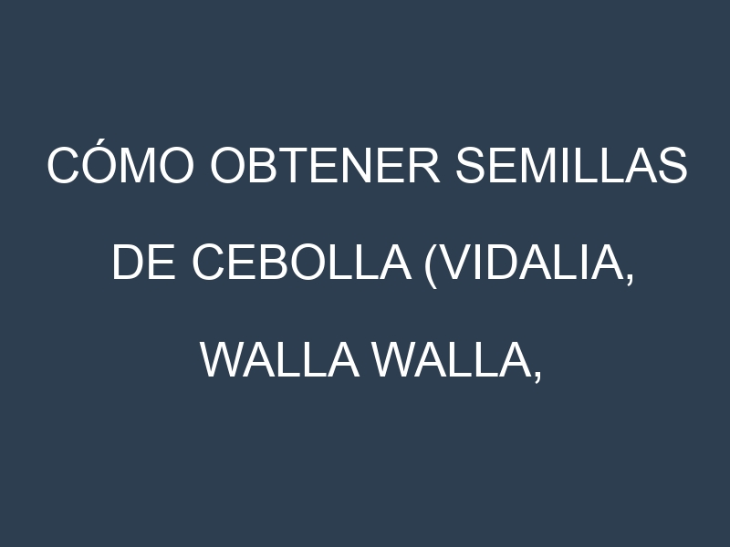 Cómo obtener semillas de Cebolla (Vidalia, Walla Walla, Roja, Amarilla, Blanca). Guía paso a paso. Técnicas sencillas. Conservación.