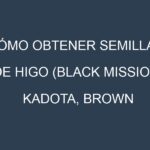 Cómo obtener semillas de Higo (Black Mission, Kadota, Brown Turkey, Adriatic, Celeste). Guía paso a paso. Técnicas sencillas. Conservación.