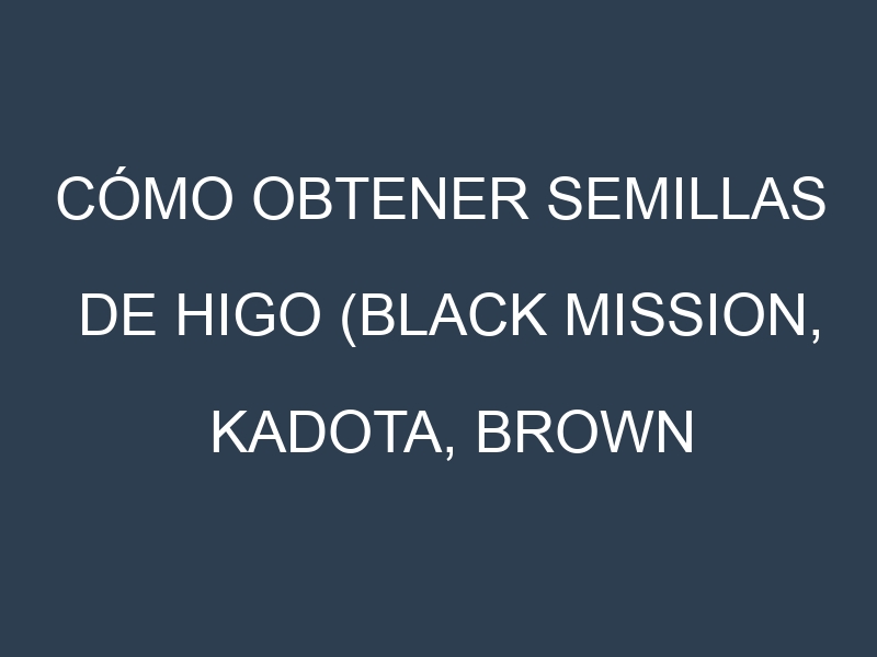 Cómo obtener semillas de Higo (Black Mission, Kadota, Brown Turkey, Adriatic, Celeste). Guía paso a paso. Técnicas sencillas. Conservación.