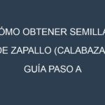 Cómo obtener semillas de Zapallo (calabaza). Guía paso a paso. Técnicas sencillas. Conservación.