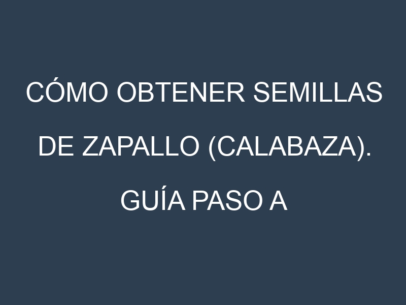 Cómo obtener semillas de Zapallo (calabaza). Guía paso a paso. Técnicas sencillas. Conservación.