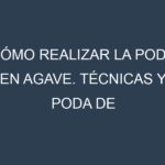 Cómo Realizar la Poda en Agave. Técnicas y Poda de formación.