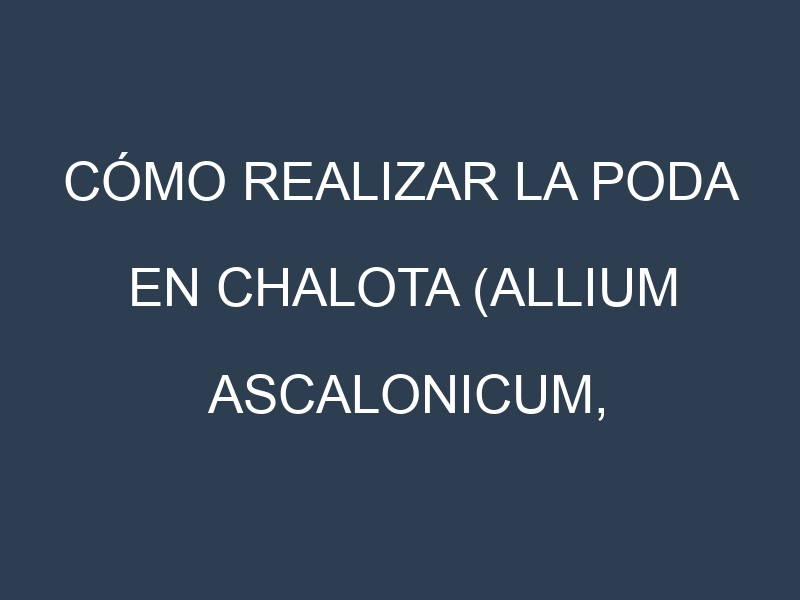 Cómo Realizar la Poda en Chalota (Allium ascalonicum, shallot). Técnicas y Poda de formación.
