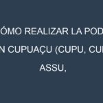 Cómo Realizar la Poda en Cupuaçu (Cupu, Cupu Assu, Copaçú, Theobroma, Grandiflorum). Técnicas y Poda de formación.
