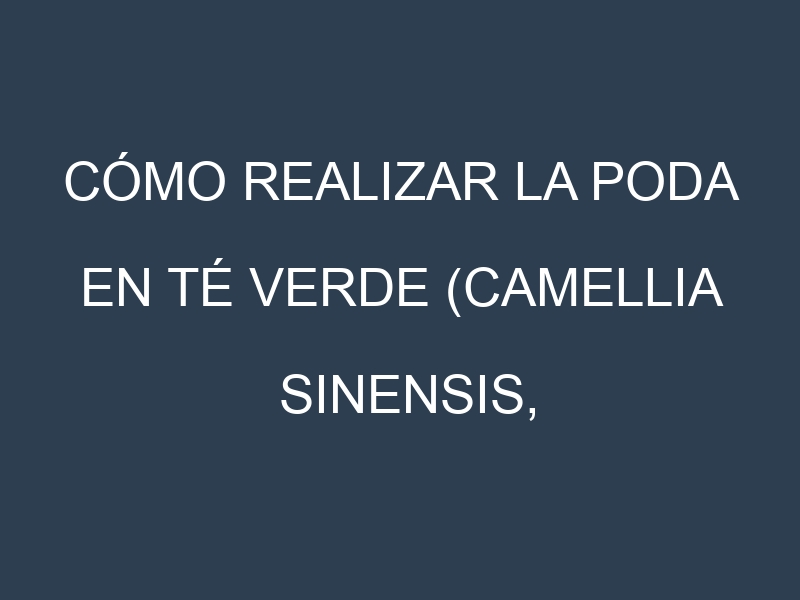 Cómo Realizar la Poda en Té verde (Camellia sinensis, green tea). Técnicas y Poda de formación.