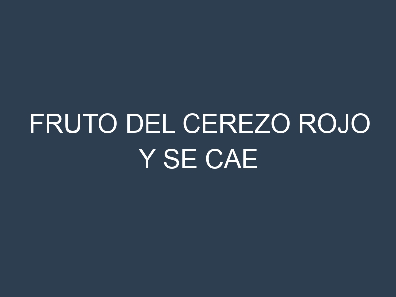 Fruto del cerezo rojo y se cae