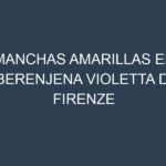 Manchas Amarillas en Berenjena Violetta Di Firenze