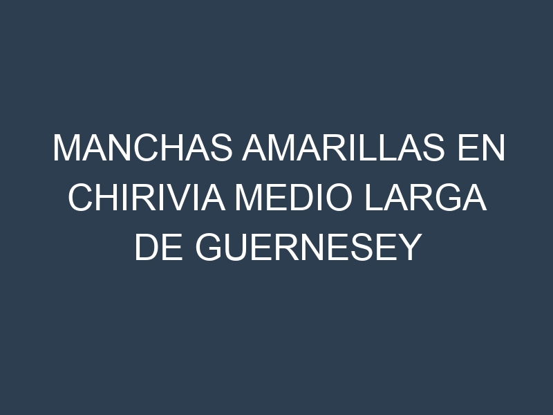 Manchas Amarillas en Chirivia Medio Larga De Guernesey