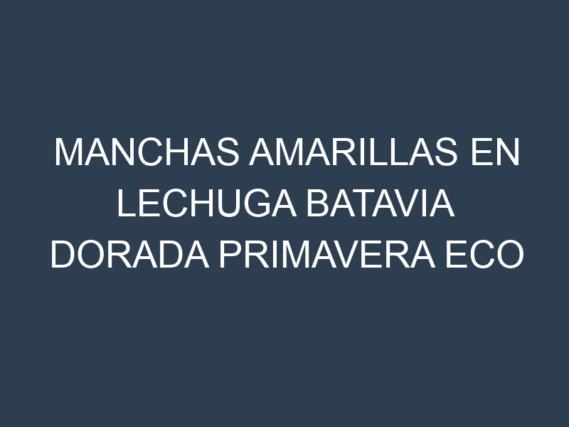 Manchas Amarillas en Lechuga Batavia Dorada Primavera Eco