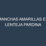 Manchas Amarillas en Lenteja Pardina