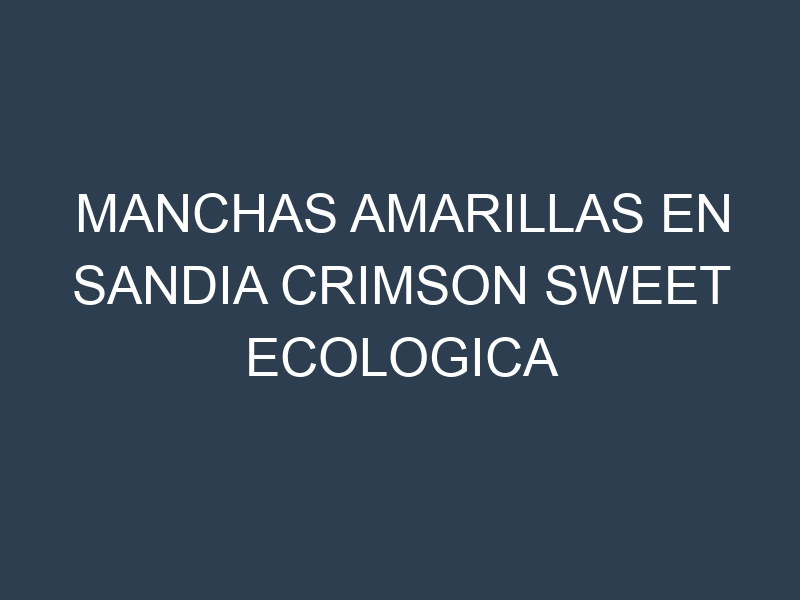Manchas Amarillas en Sandia Crimson Sweet Ecologica