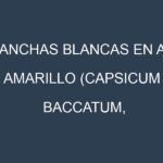 Manchas blancas en Ají amarillo (Capsicum baccatum, Peruvian aji, Ají escabeche, Ají mirasol). Manchas hojas blancas en Ají amarillo (Capsicum baccatum, Peruvian aji, Ají escabeche, Ají mirasol).
