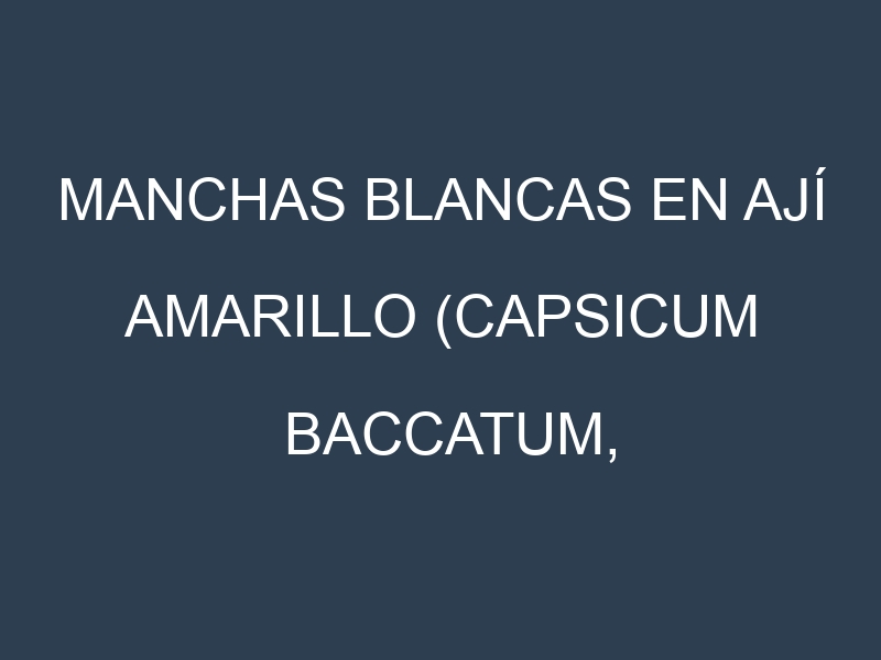 Manchas blancas en Ají amarillo (Capsicum baccatum, Peruvian aji, Ají escabeche, Ají mirasol). Manchas hojas blancas en Ají amarillo (Capsicum baccatum, Peruvian aji, Ají escabeche, Ají mirasol).