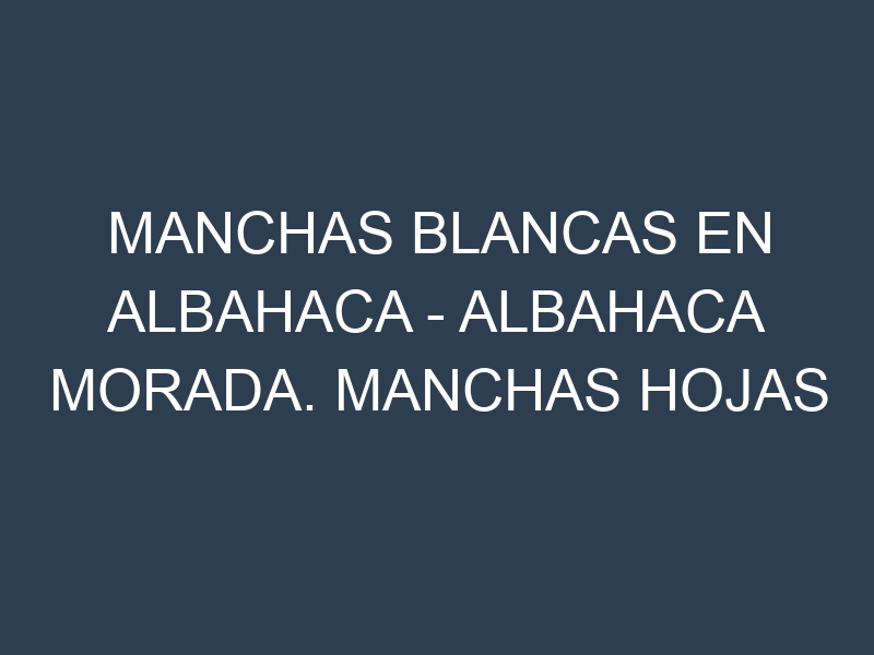 Manchas blancas en Albahaca – Albahaca morada. Manchas hojas blancas en Albahaca – Albahaca morada.