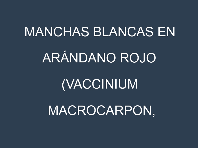 Manchas blancas en Arándano rojo (Vaccinium macrocarpon, Arándano rojo común, Arándano agrio). Manchas hojas blancas en Arándano rojo (Vaccinium macrocarpon, Arándano rojo común, Arándano agrio).