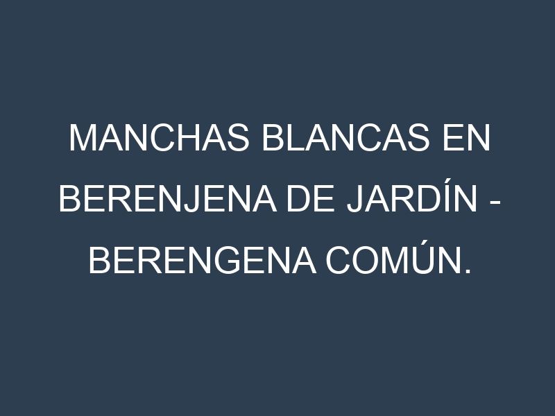 Manchas blancas en Berenjena de jardín – Berengena común. Manchas hojas blancas en Berenjena de jardín – Berengena común.