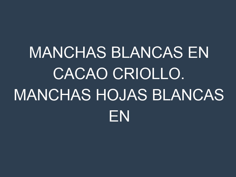 Manchas blancas en Cacao criollo. Manchas hojas blancas en Cacao criollo.