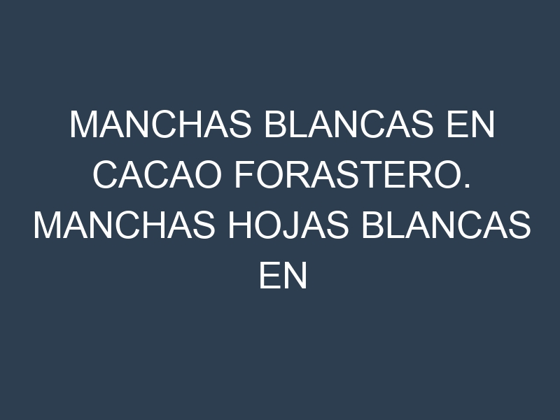 Manchas blancas en Cacao forastero. Manchas hojas blancas en Cacao forastero.