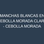 Manchas blancas en Cebolla morada clara – Cebolla morada clara común. Manchas hojas blancas en Cebolla morada clara – Cebolla morada clara común.