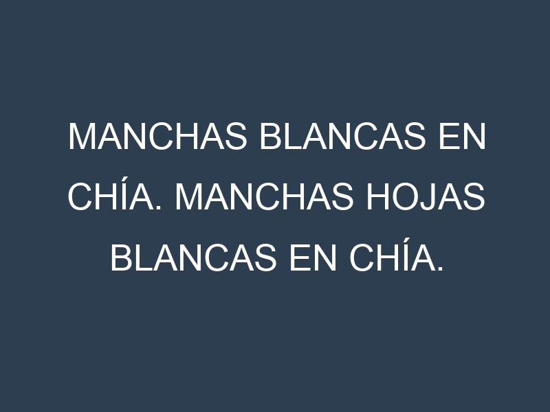 Manchas blancas en Chía. Manchas hojas blancas en Chía.