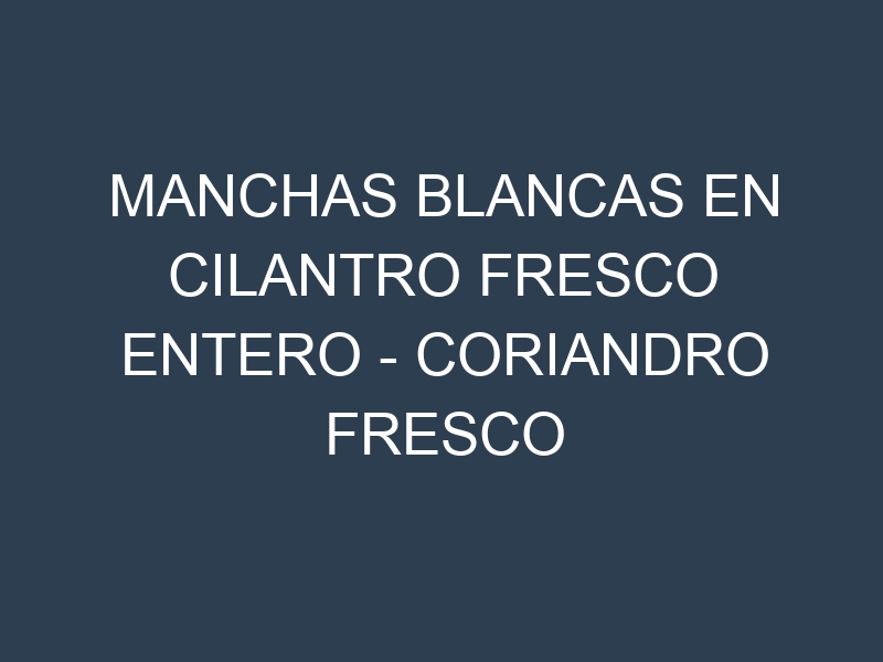 Manchas blancas en Cilantro fresco entero – Coriandro fresco completo. Manchas hojas blancas en Cilantro fresco entero – Coriandro fresco completo.