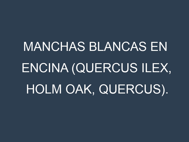 Manchas blancas en Encina (Quercus ilex, Holm oak, Quercus). Manchas hojas blancas en Encina (Quercus ilex, Holm oak, Quercus).