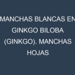 Manchas blancas en Ginkgo biloba (Ginkgo). Manchas hojas blancas en Ginkgo biloba (Ginkgo).